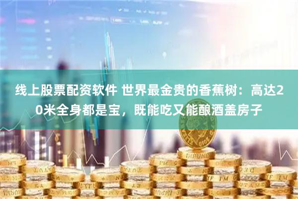 线上股票配资软件 世界最金贵的香蕉树：高达20米全身都是宝，既能吃又能酿酒盖房子